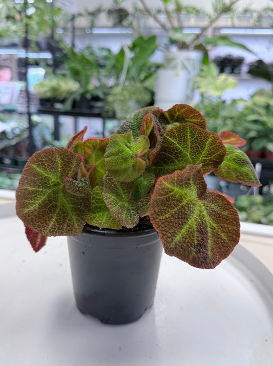 Begonia Soli-mutata