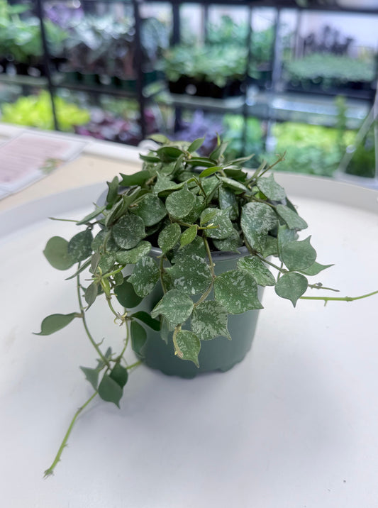 Hoya curtisii 4”
