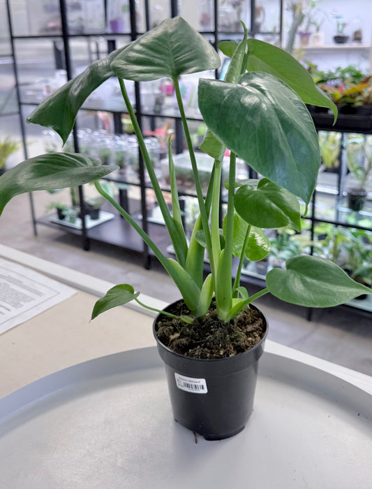 Monstera deliciosa 4”