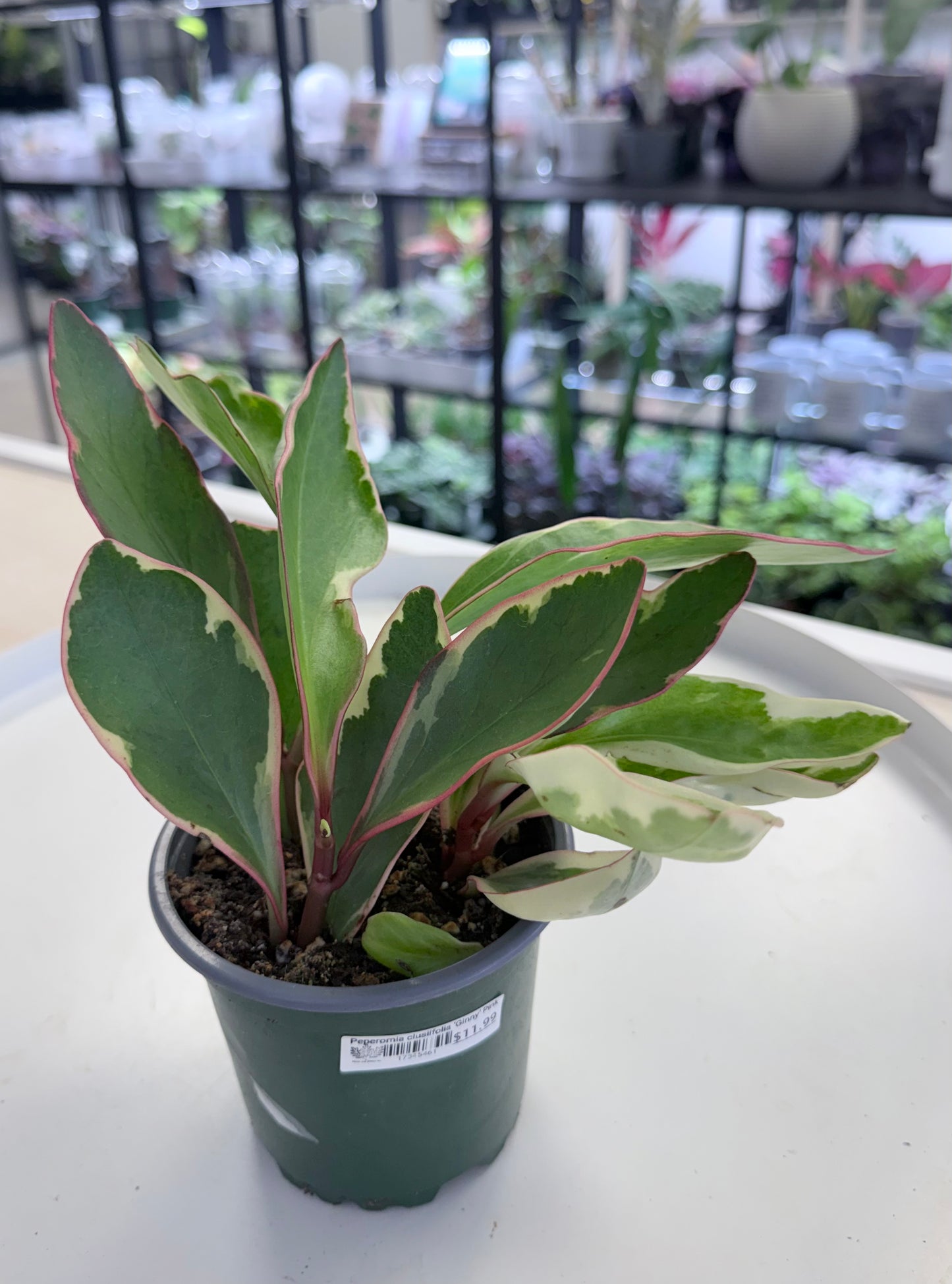 Peperomia clusiifolia 'Ginny' Pink 4”