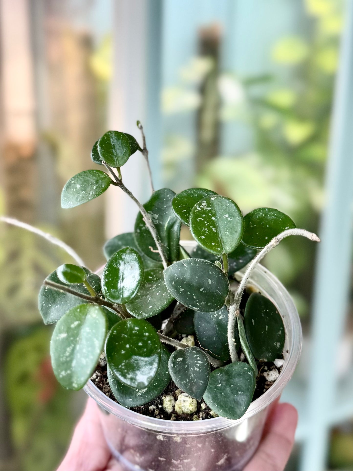 Hoya cv. Mathilde 3”