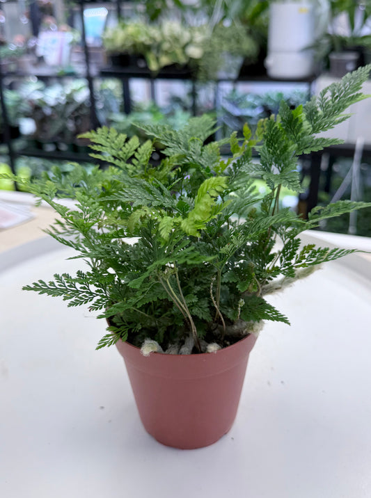 Davallia fejeensis | Rabbit’s Foot Fern