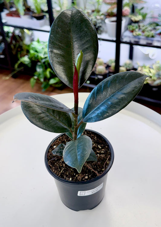 Ficus elastica ‘Burgundy’