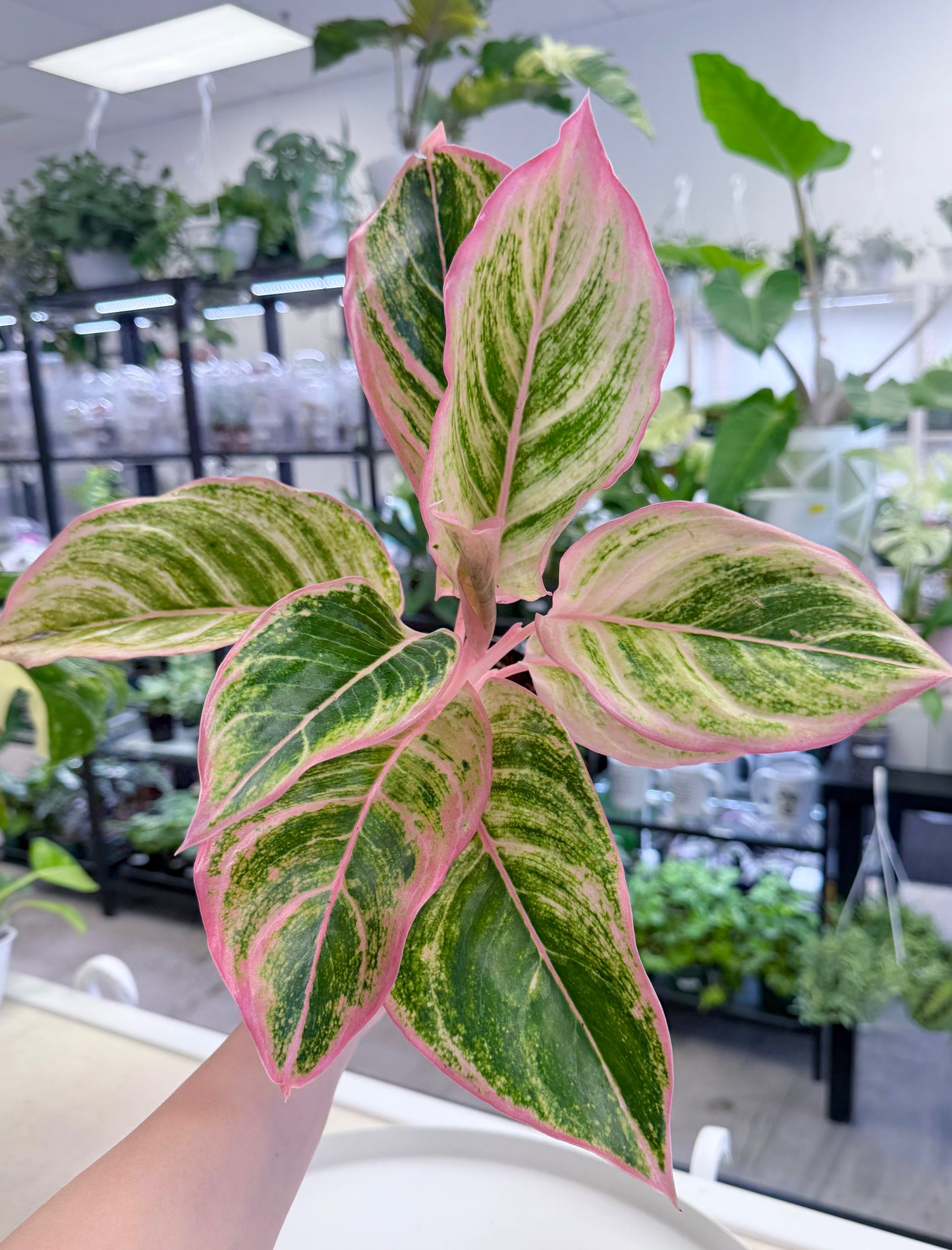 Aglaonema 'Pinky Pie'
