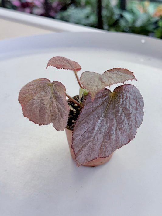 Begonia ‘Two-Face’
