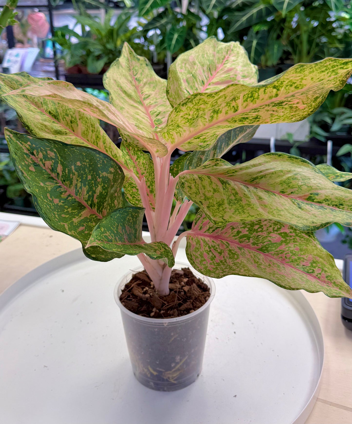 Aglaonema 'Pink Fortune’