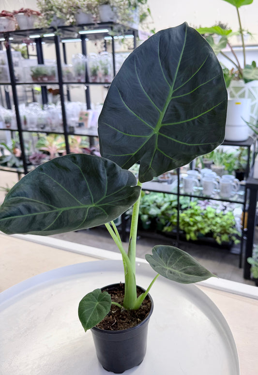 Alocasia ‘Regal Shield’ | No Ship