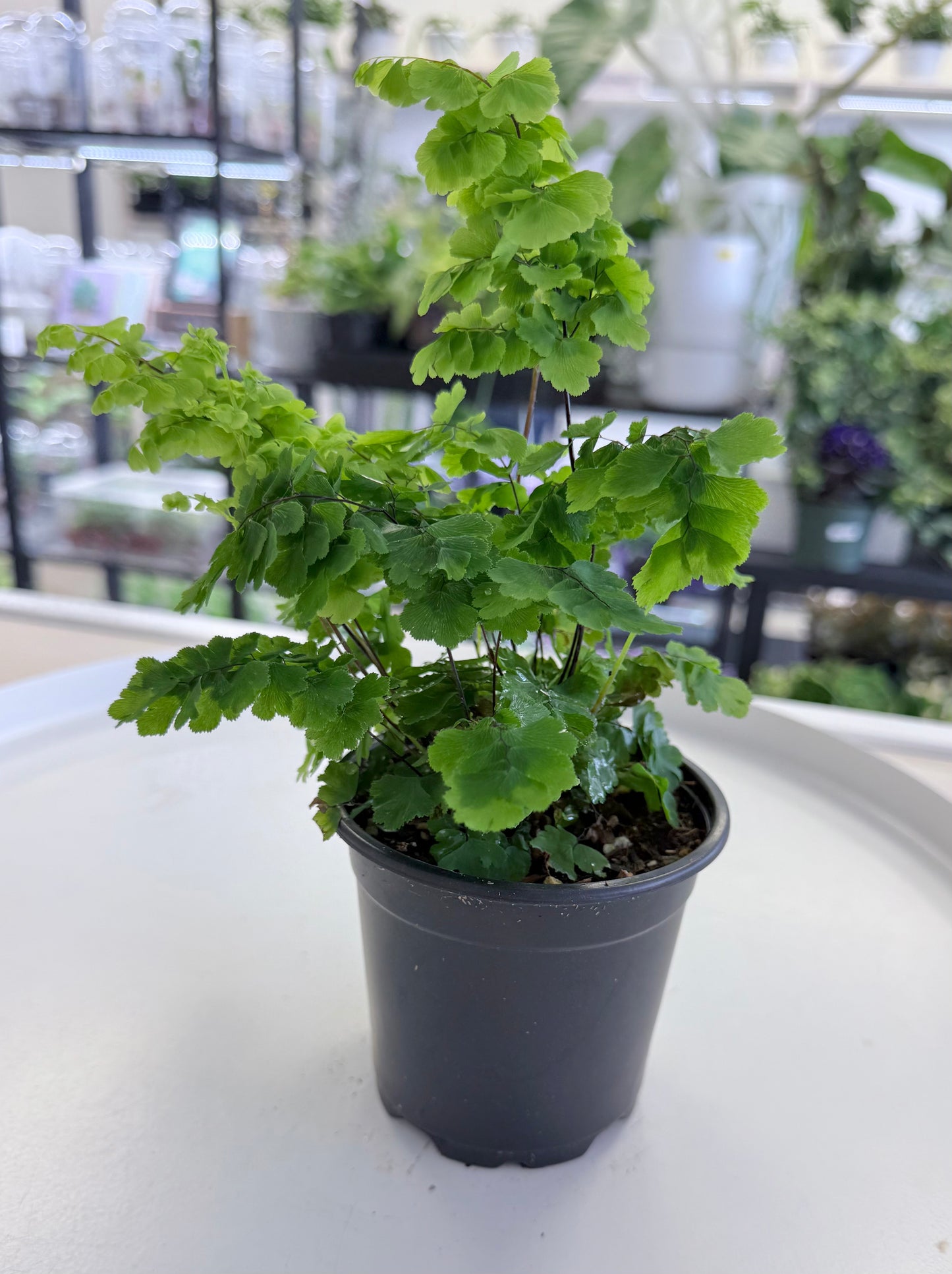 Maidenhair Fern 'Pacific Maid' | Adiantum raddianum 4”