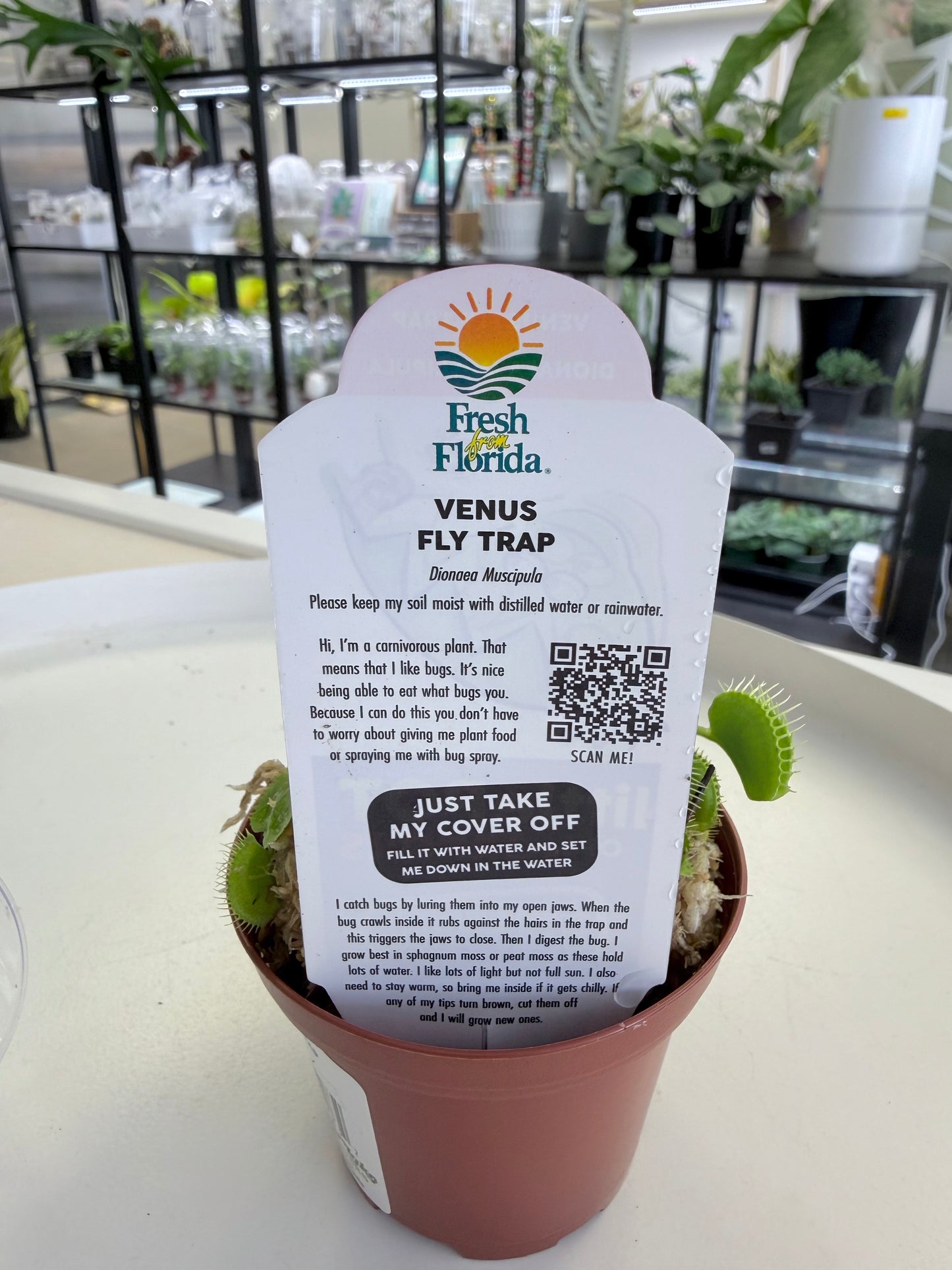Venus flytraps | Dionaea muscipula