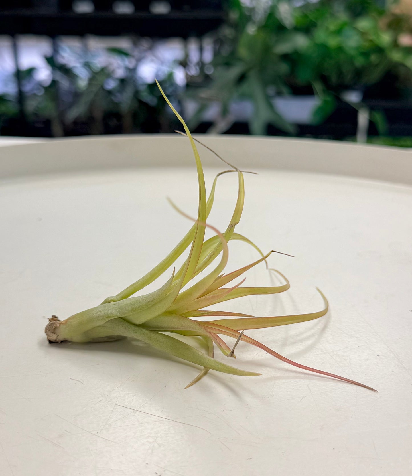 Air Plants | Tillandsia brachycaulos var. multiflora
