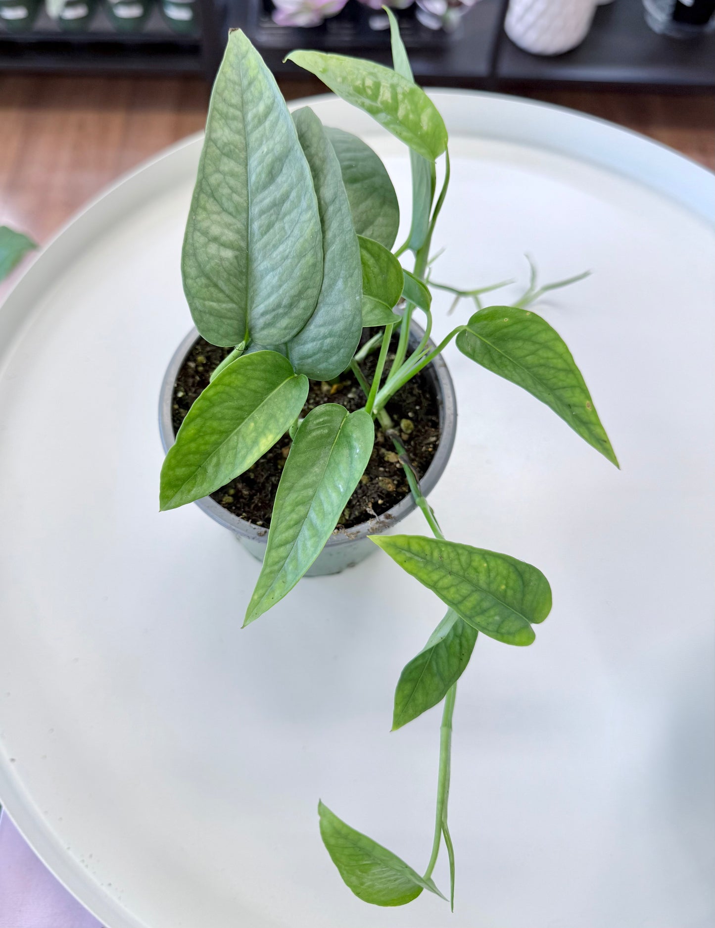 Epipremnum pinnatum ‘Cebu Blue’ 4”