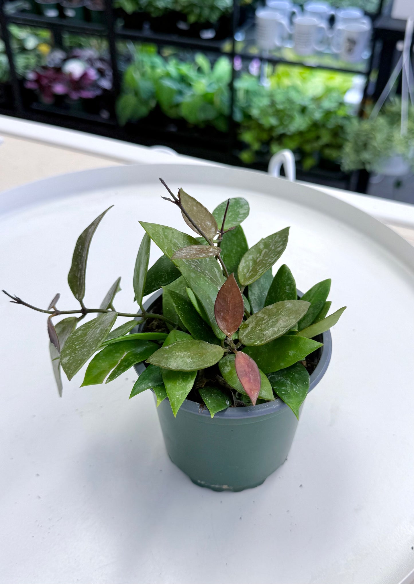 Hoya memoria (FKA Hoya gracilis) 4”