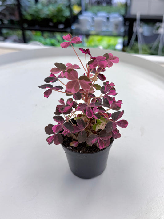 Oxalis spiralis ssp. vulcanicola 'Plum Crazy' 2”