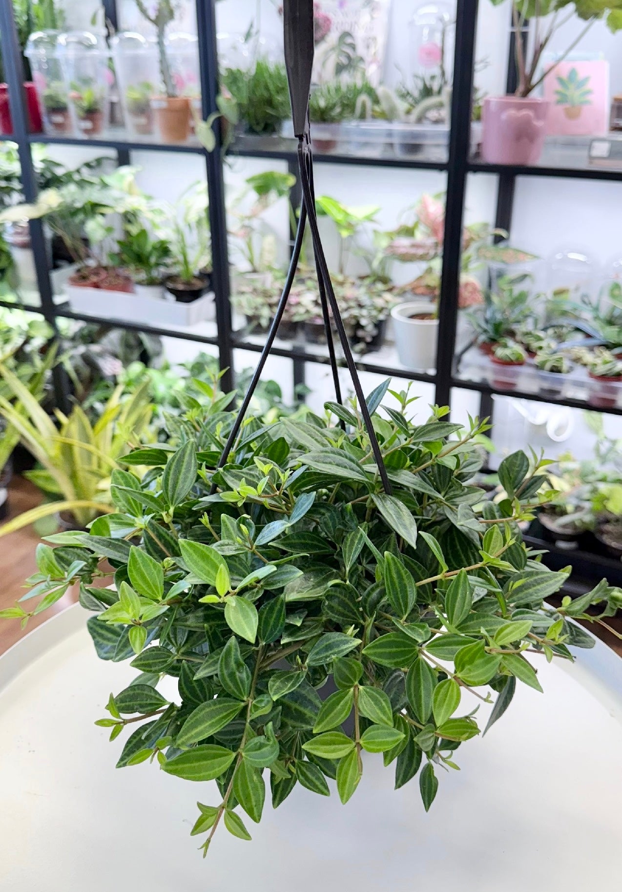 Peperomia angulata | Beetle Peperomia