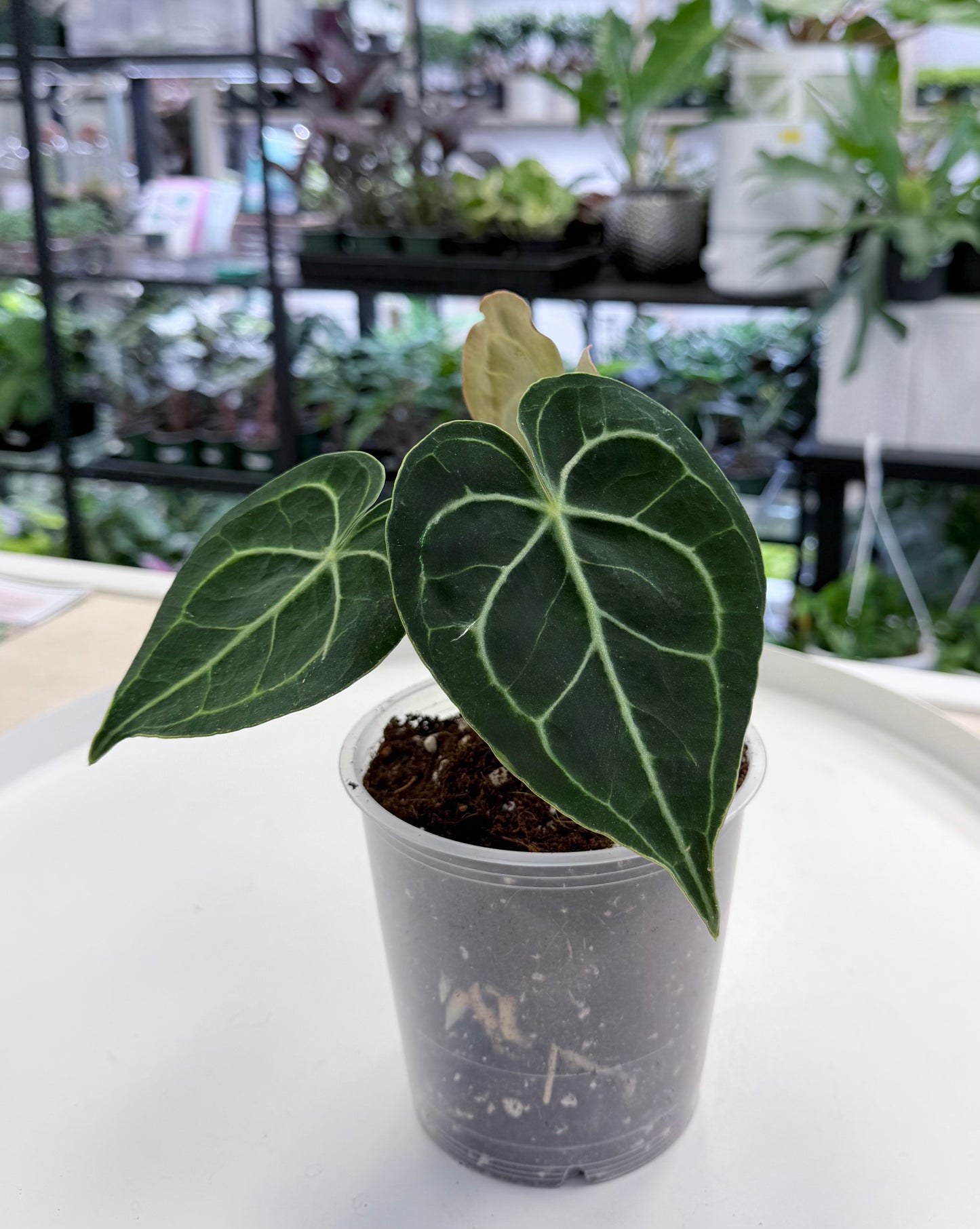 Anthurium clarinervium 4.5”