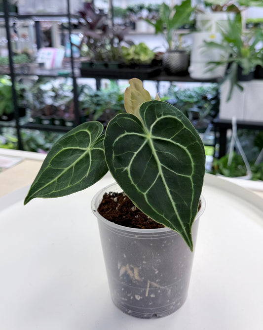 Anthurium clarinervium 4.5”