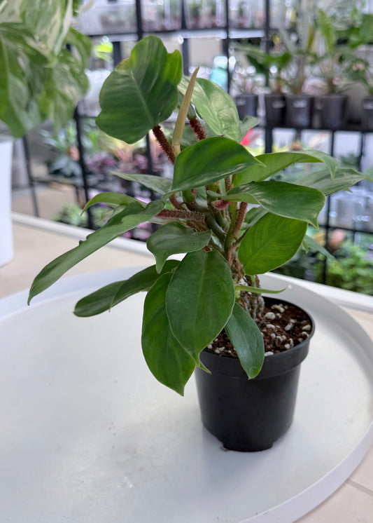 Philodendron squamiferum | ‘Red Bristle’
