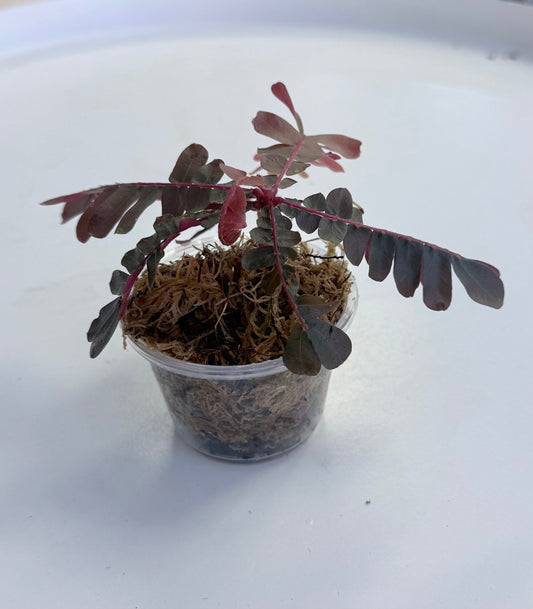 Biophytum sp. Red