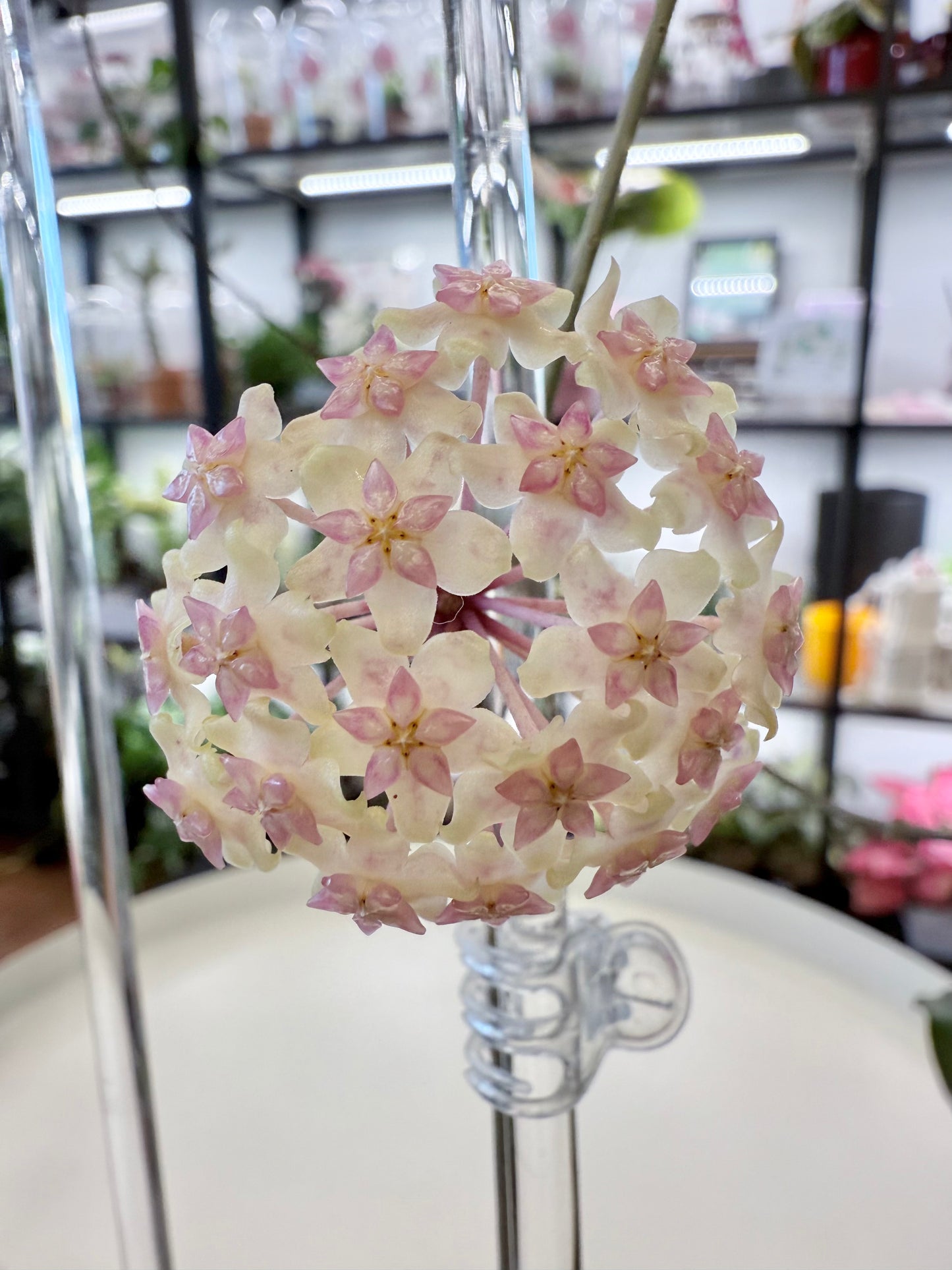 Hoya fuscomarginata
