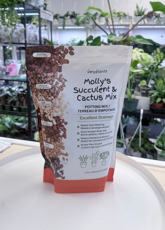 Molly's Succulent and Cactus Mix | No Ship