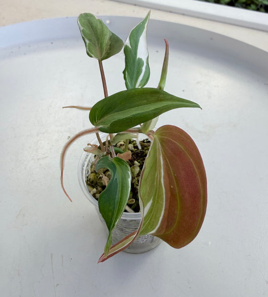 Philodendron Micans 'Velvet Halo'