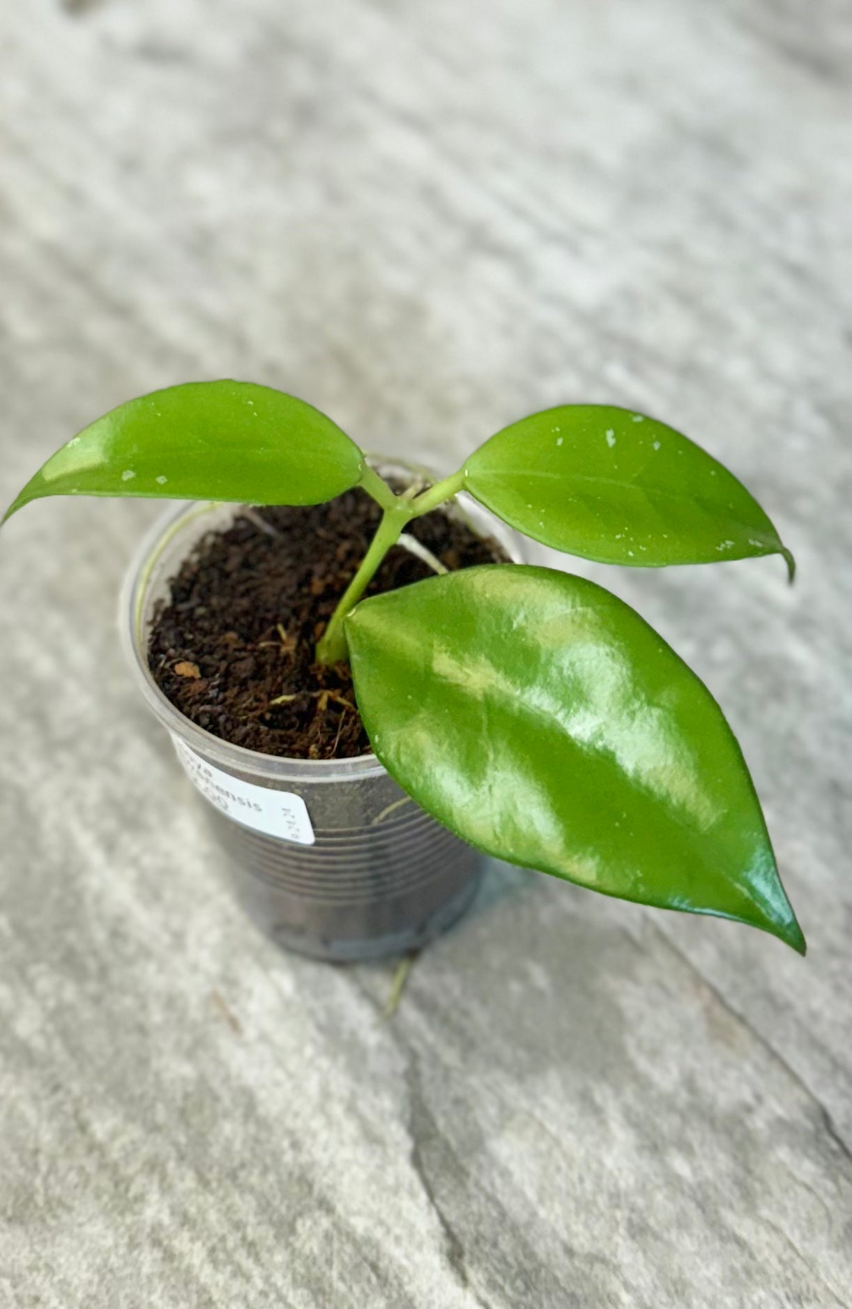 Hoya nabawanensis