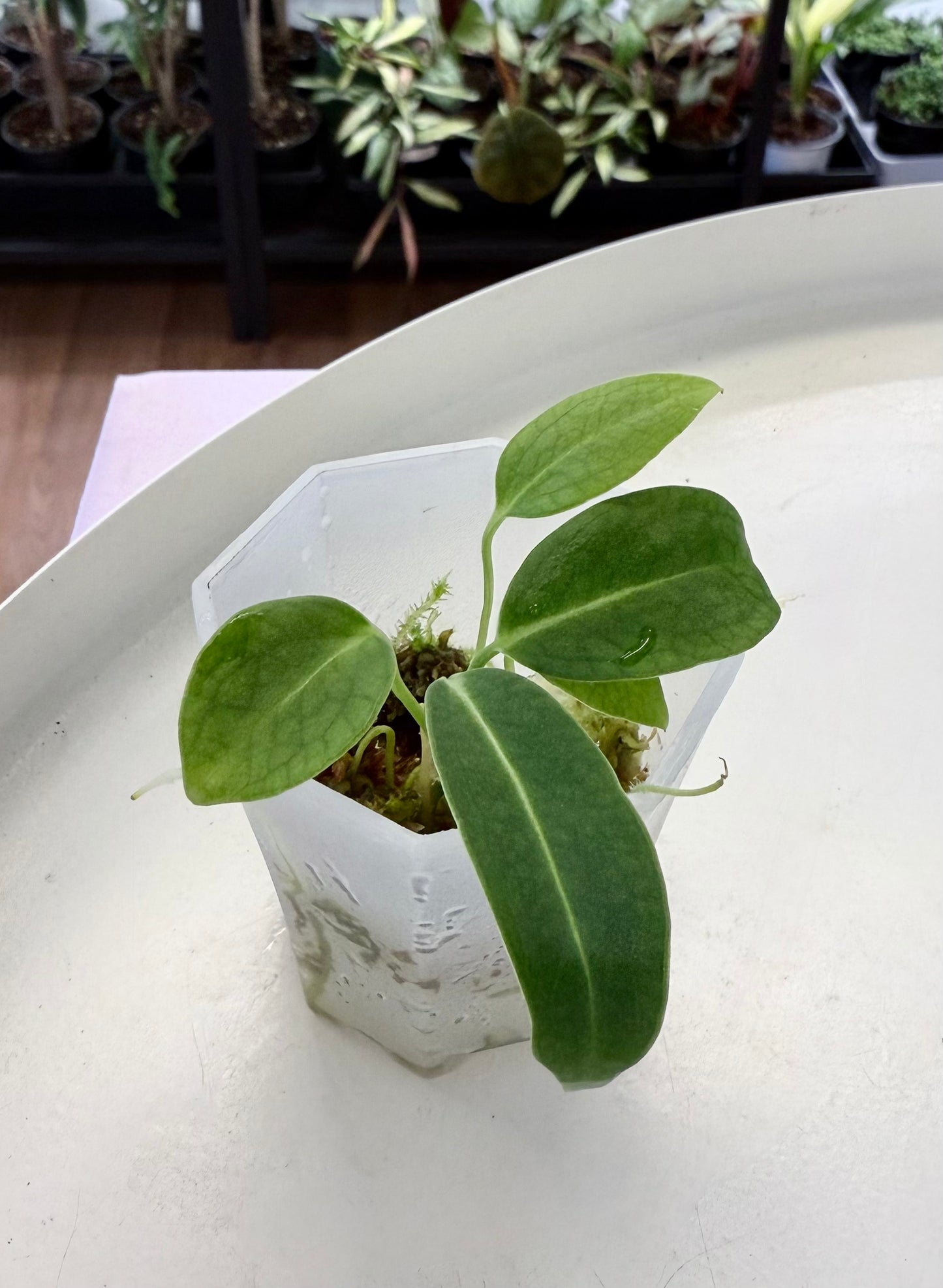 Anthurium waroqueanum | Starter Plant 2”