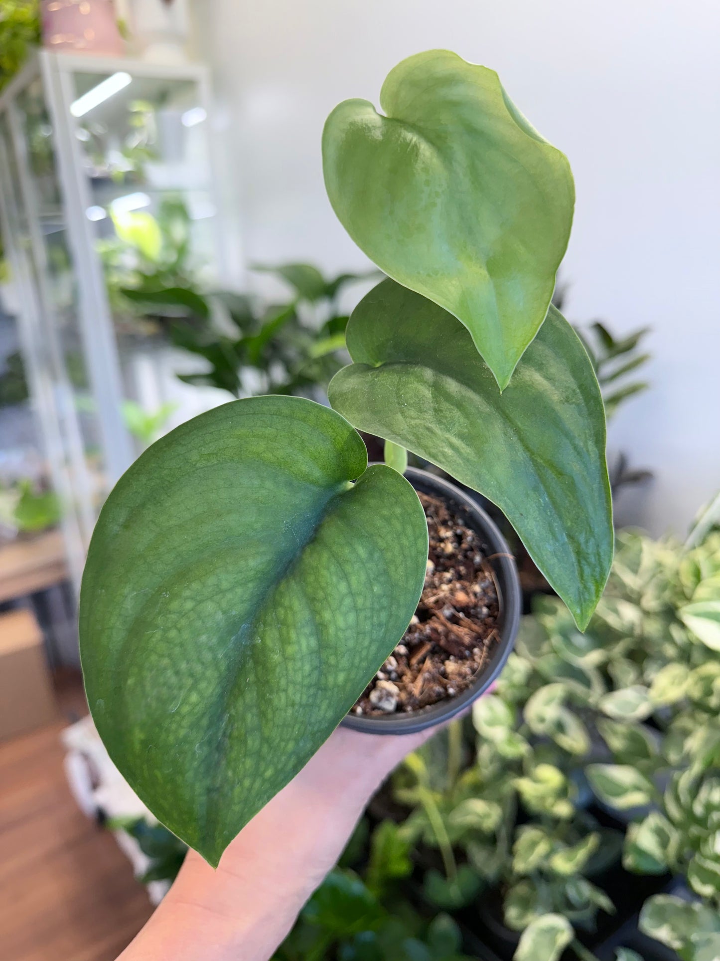 Scindapsus pictus ‘Jade Satin’ 4”