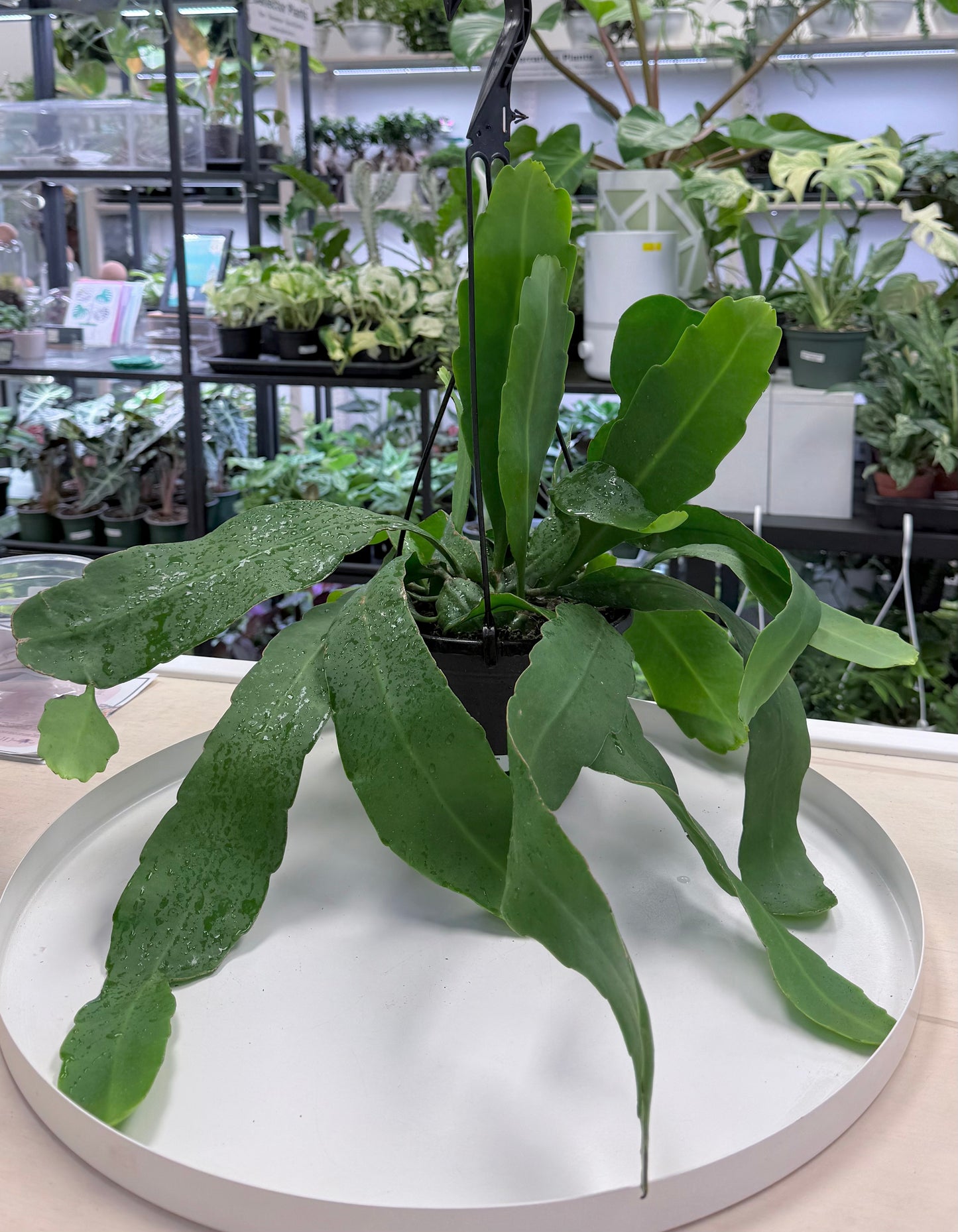 Epiphyllum oxypetalum ‘Queen of the Night’ 6” HB No Ship