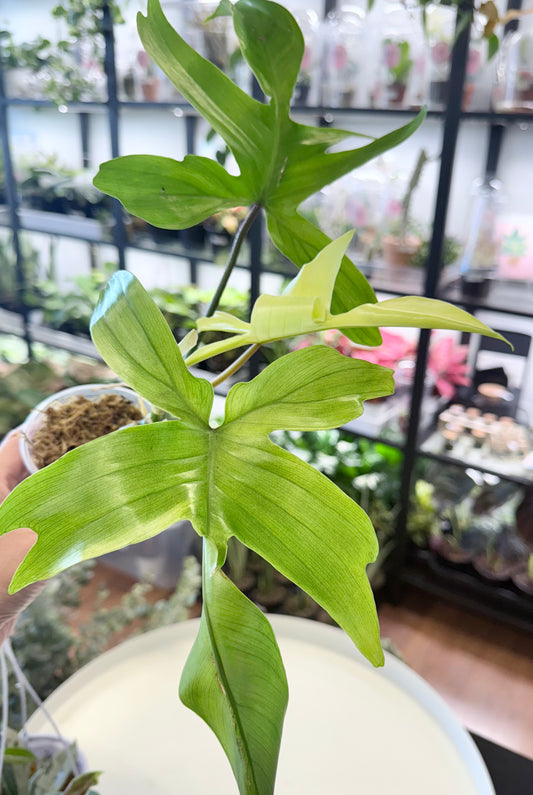 Philodendron ‘Florida Ghost’