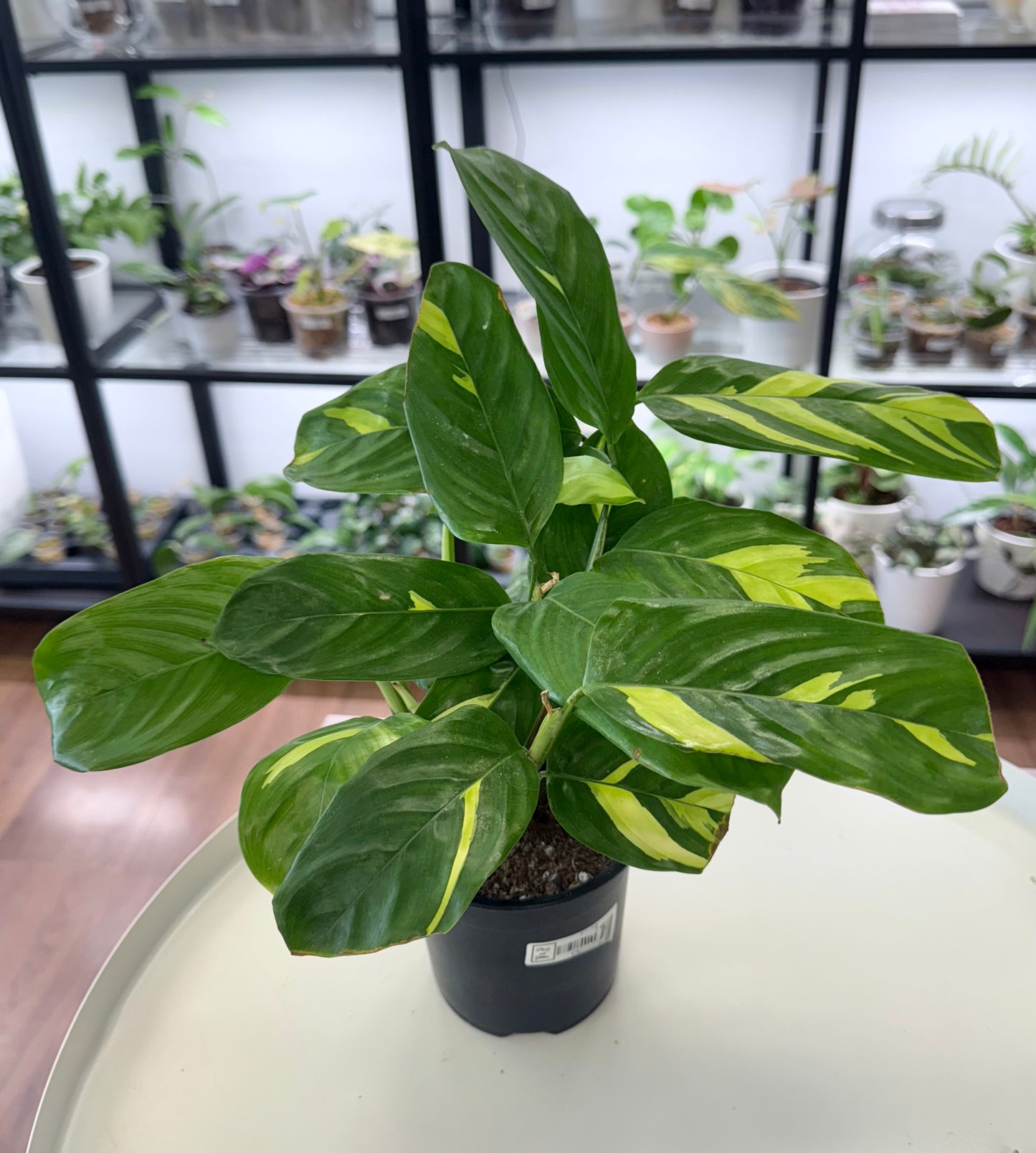 Ctenanthe lubbersiana 4”