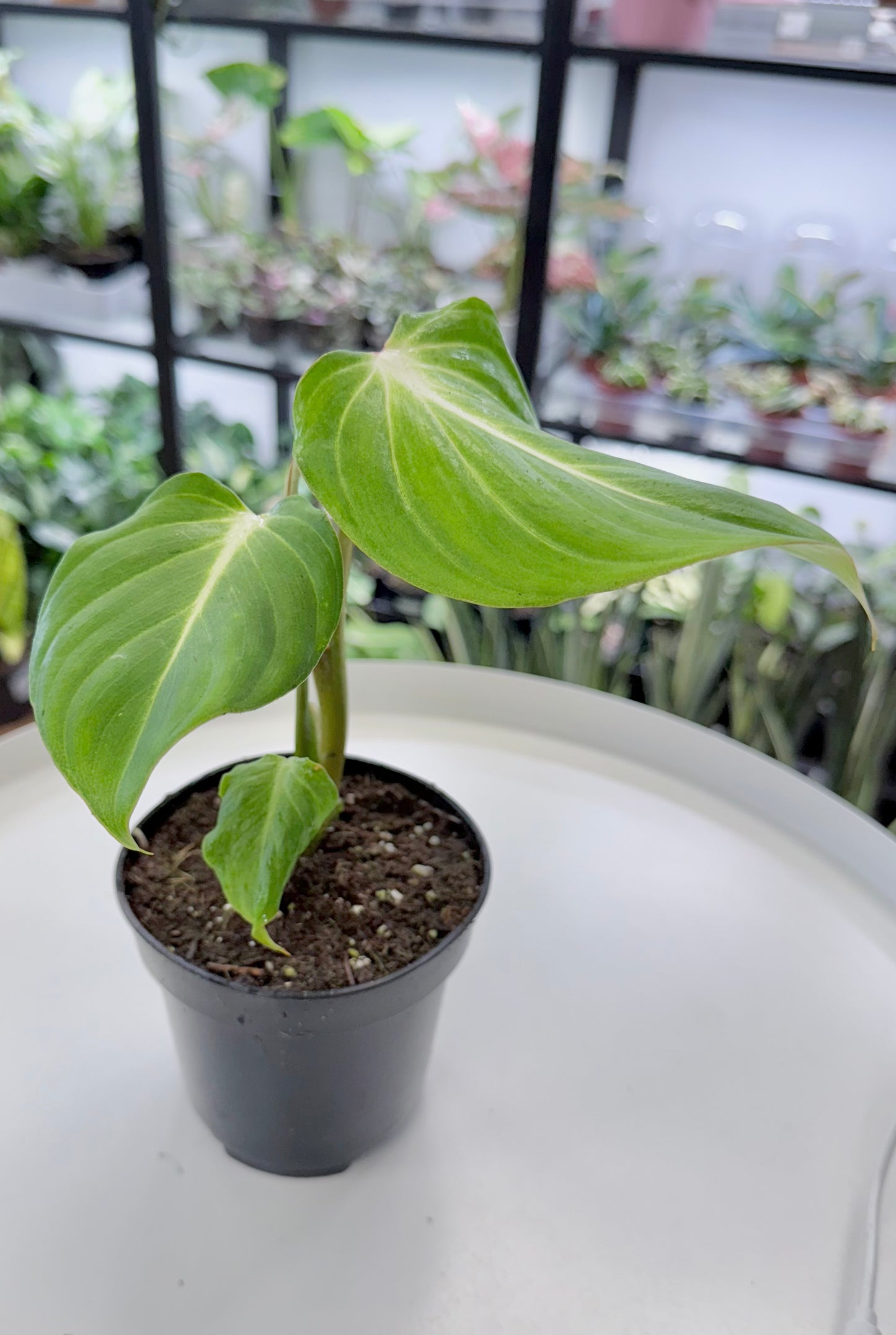 Philodendron gloriosum 4”