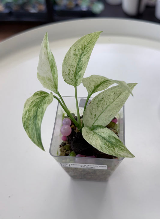 Monstera laniata Mint