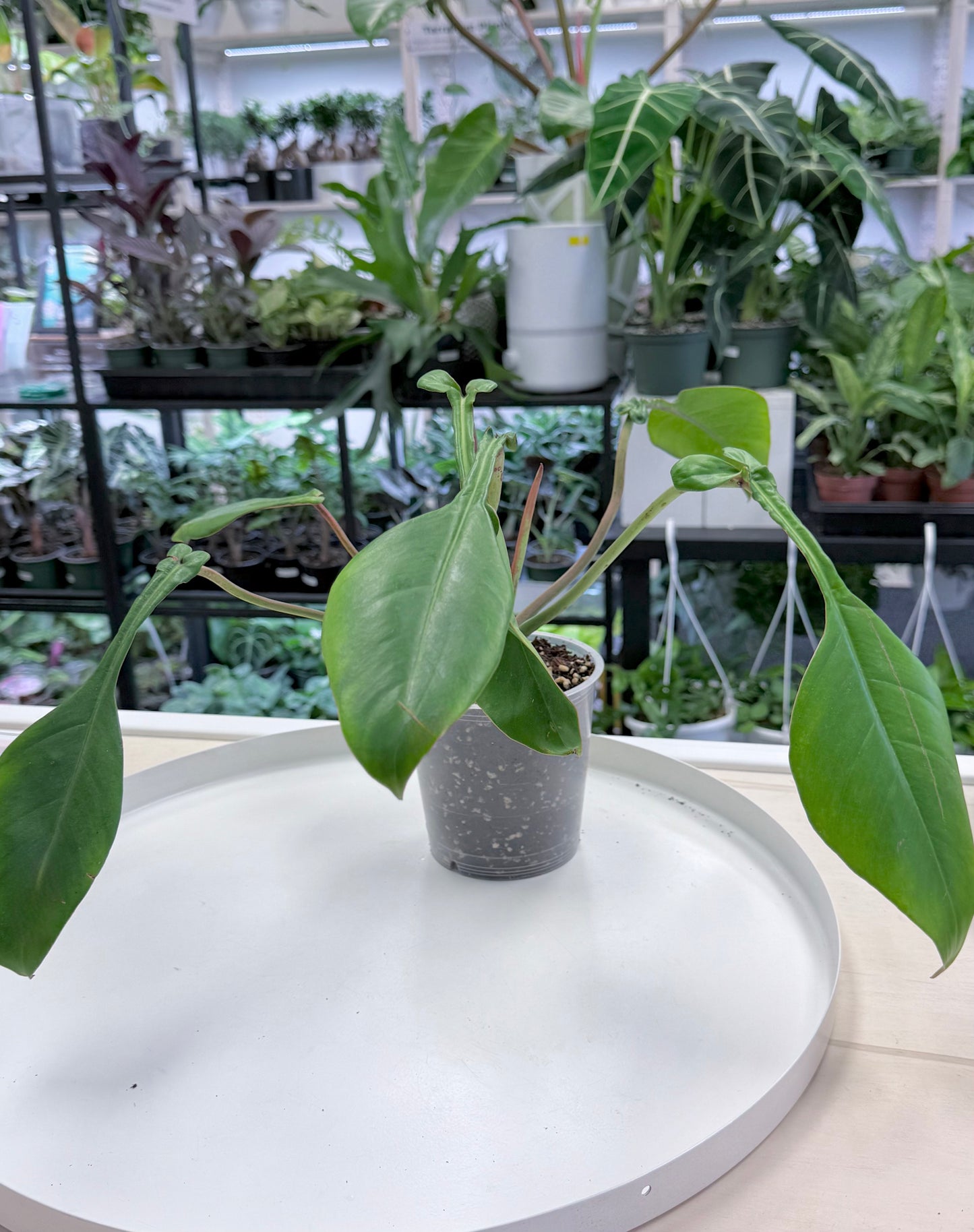 Philodendron joepii 4.5”
