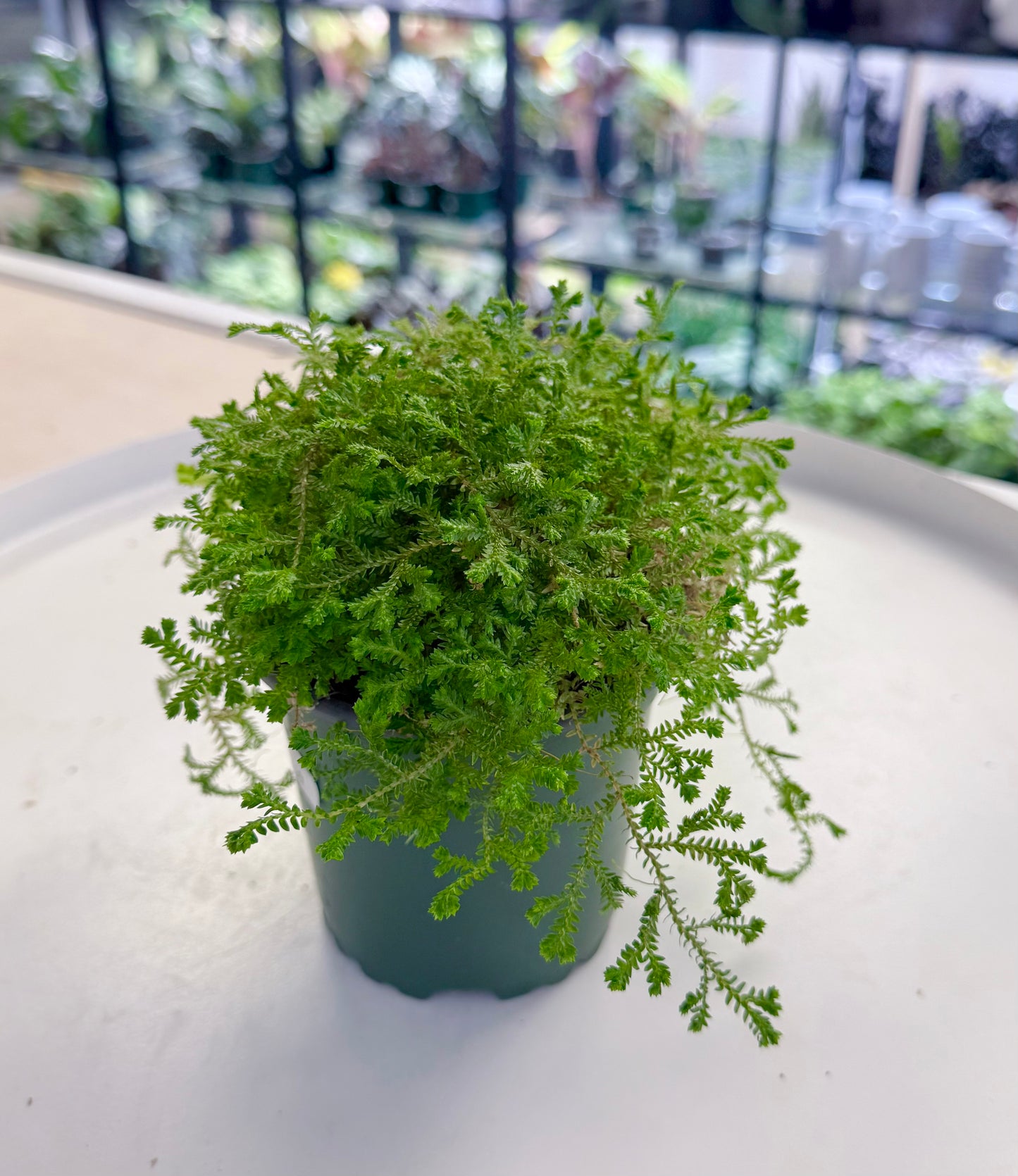 Selaginella ‘Spikemoss’ | Green Moss 4”