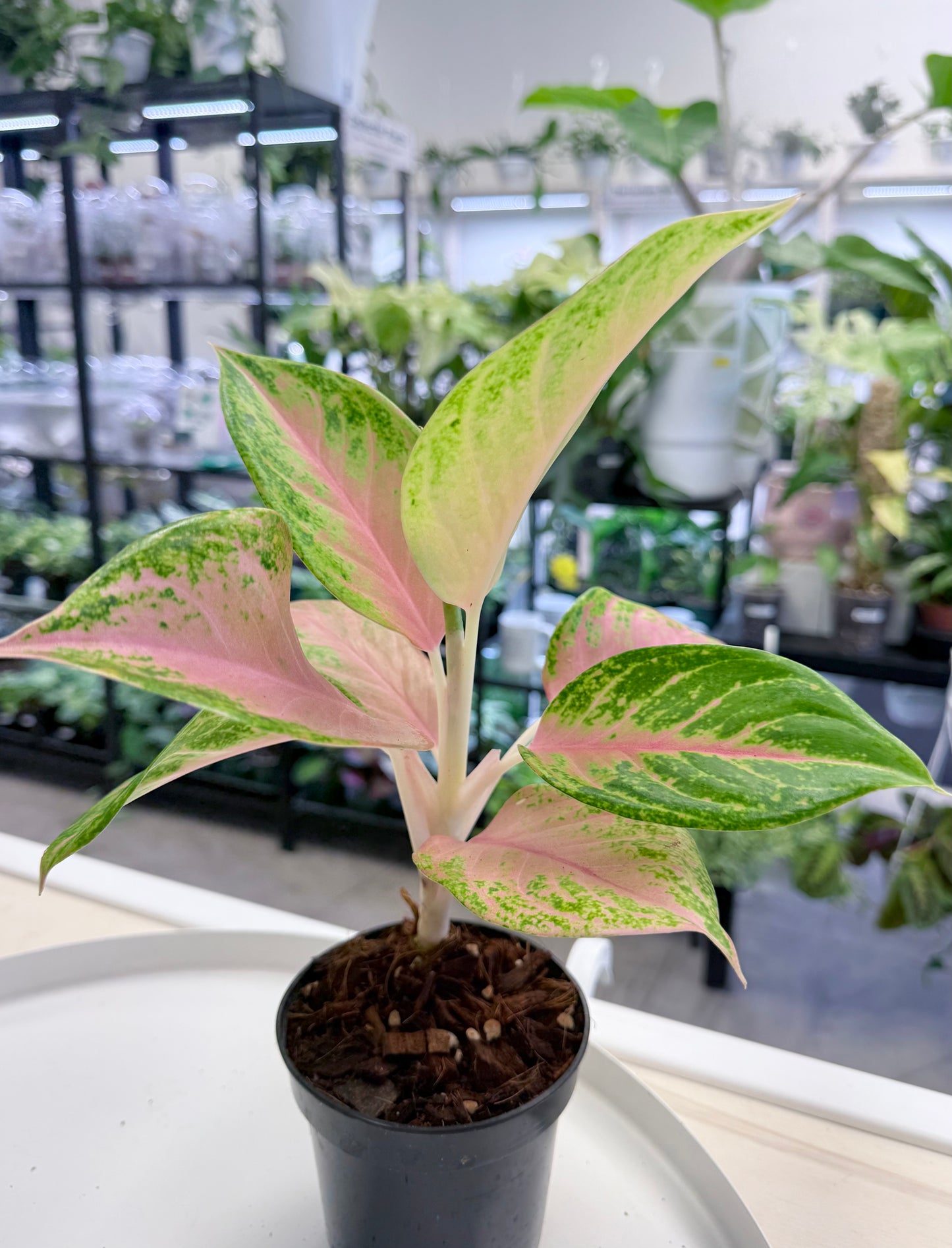 Aglaonema 'Baby Tiger'