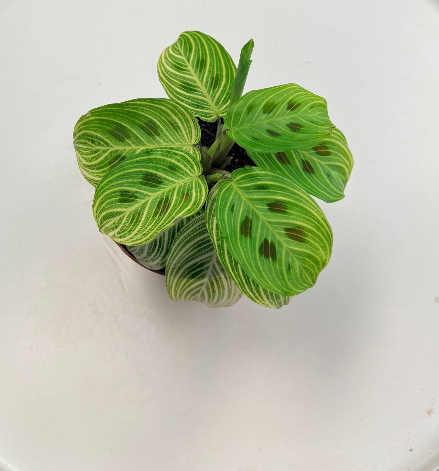 Maranta leuconeura 'Fantasy'