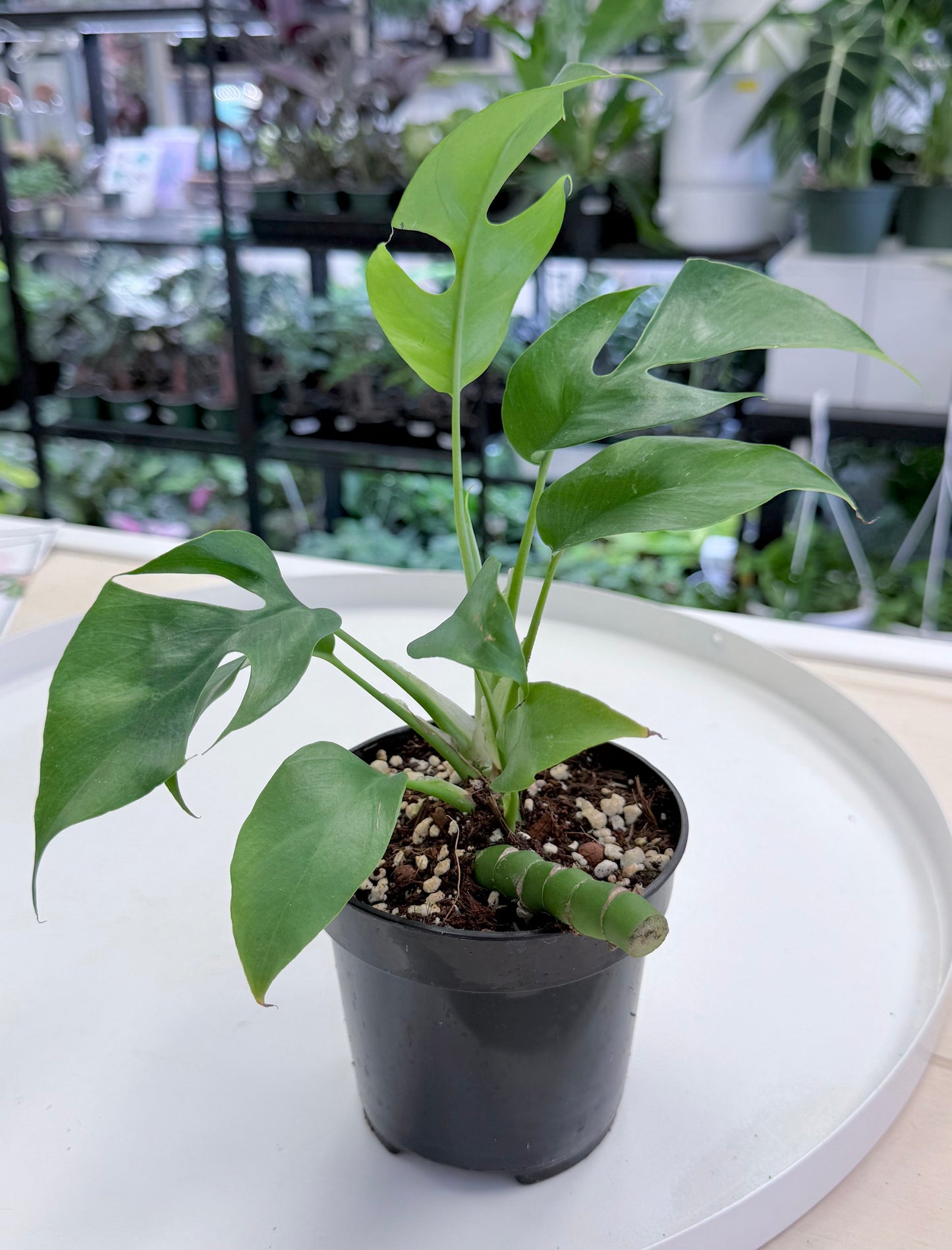 Rhaphidophora tetrasperma | Mini Monstera 4”