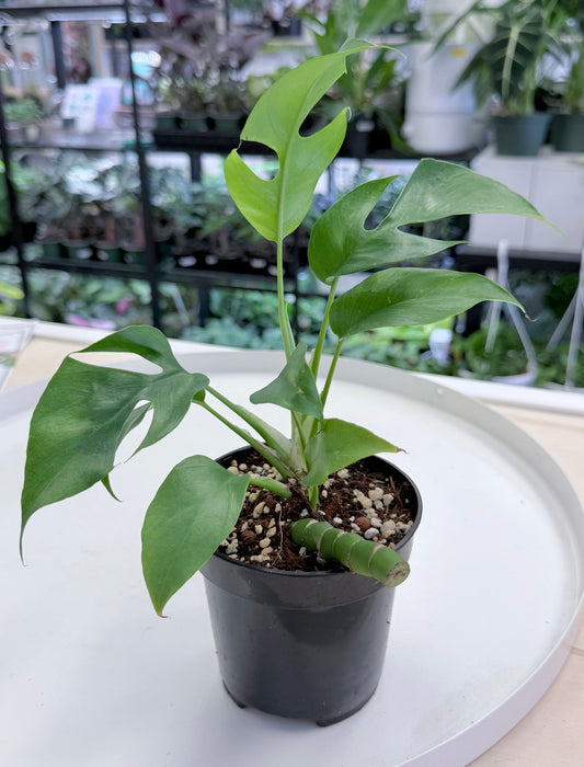 Rhaphidophora tetrasperma | Mini Monstera 4”