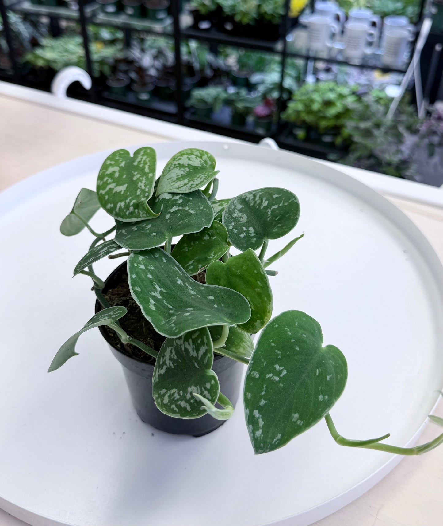 Scindapsus pictus 'Silvery Ann' 4”