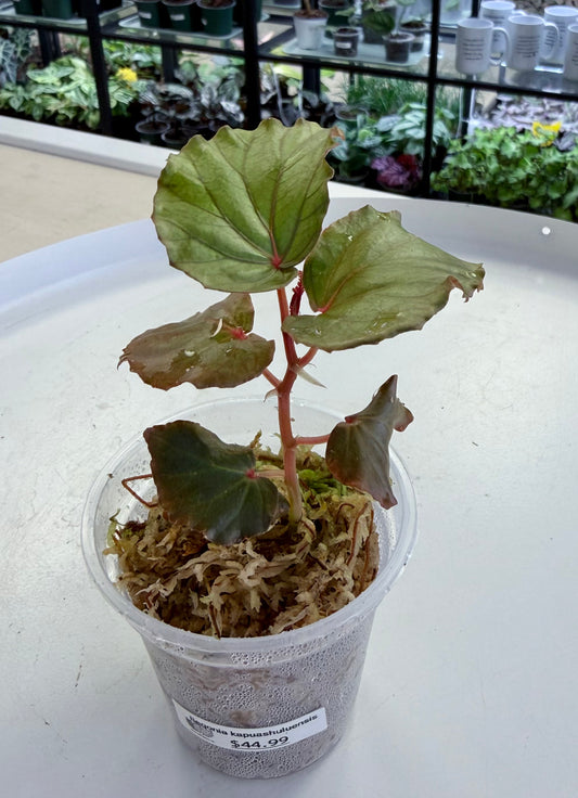 Begonia kapuashuluensis