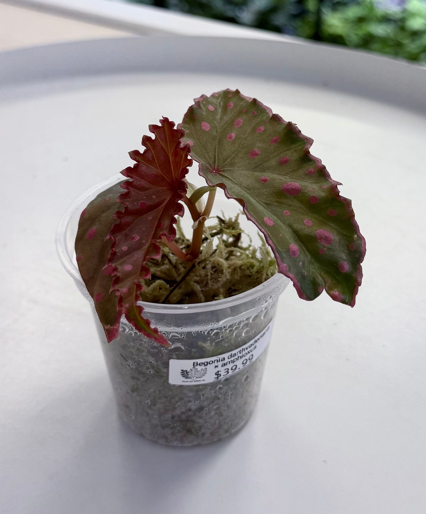 Begonia darthvaderiana × amphioxus