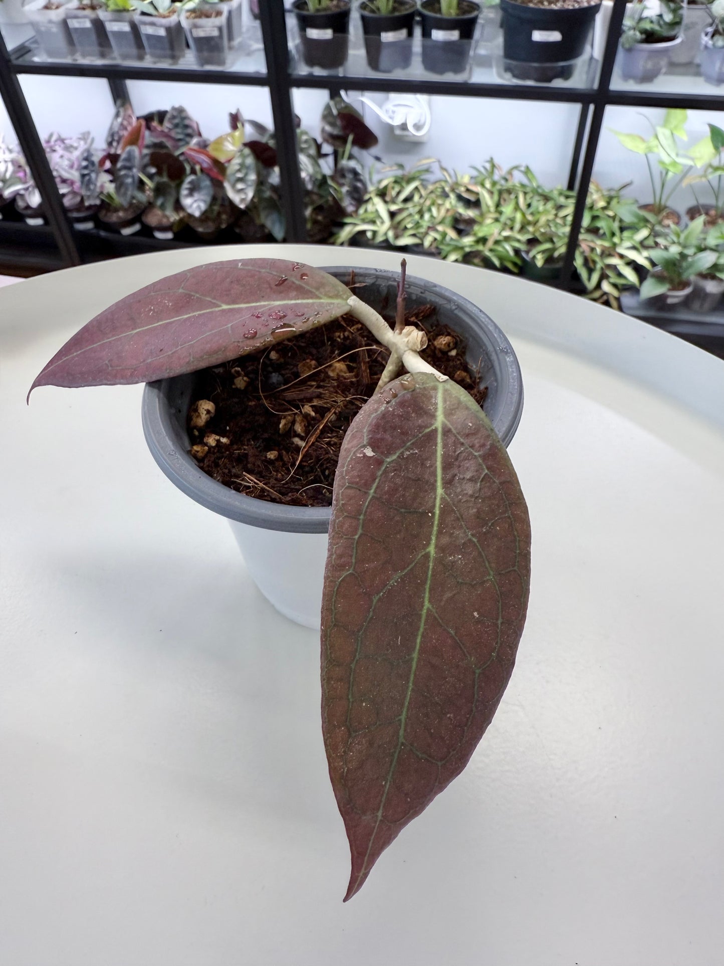 Hoya ‘Tequila Sunrise’