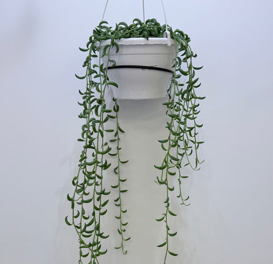 String of Beans | Senecio radicans 8” | No Ship
