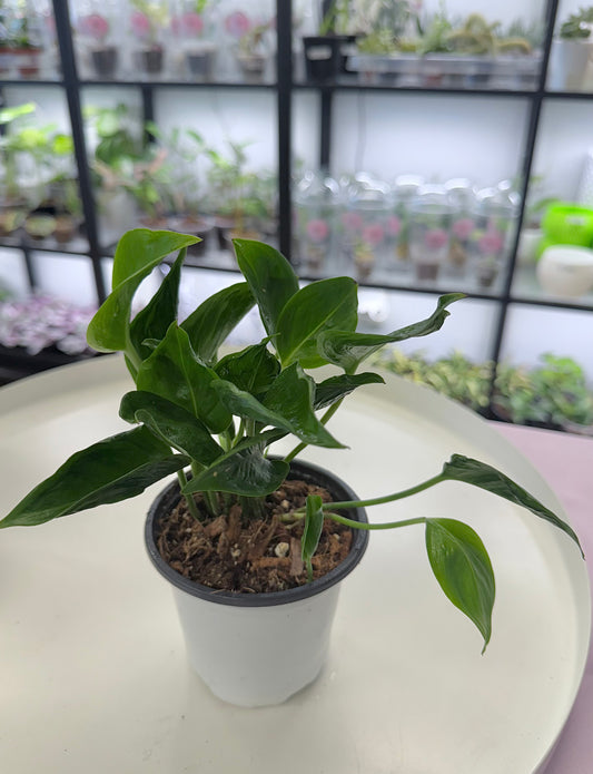 Epipremnum aureum ‘Shangri-la’ 4”