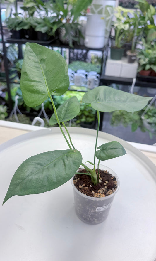 Anthurium xanthophylloides