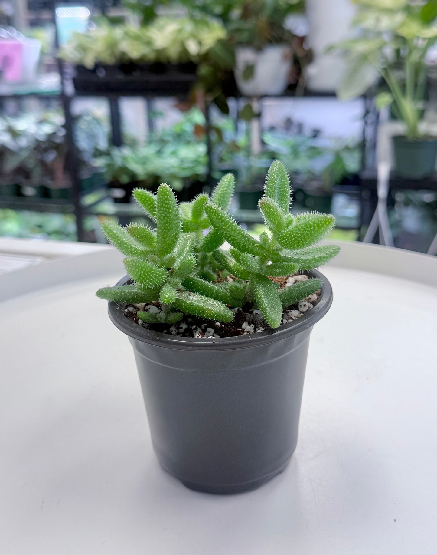 Delosperma echinatum | Pickle Plant