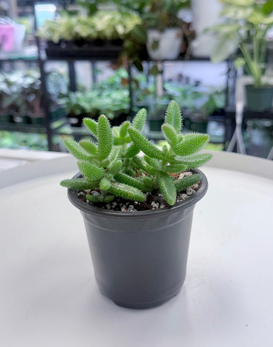 Delosperma echinatum | Pickle Plant