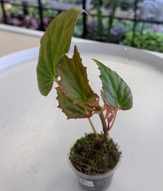 Begonia borneensis