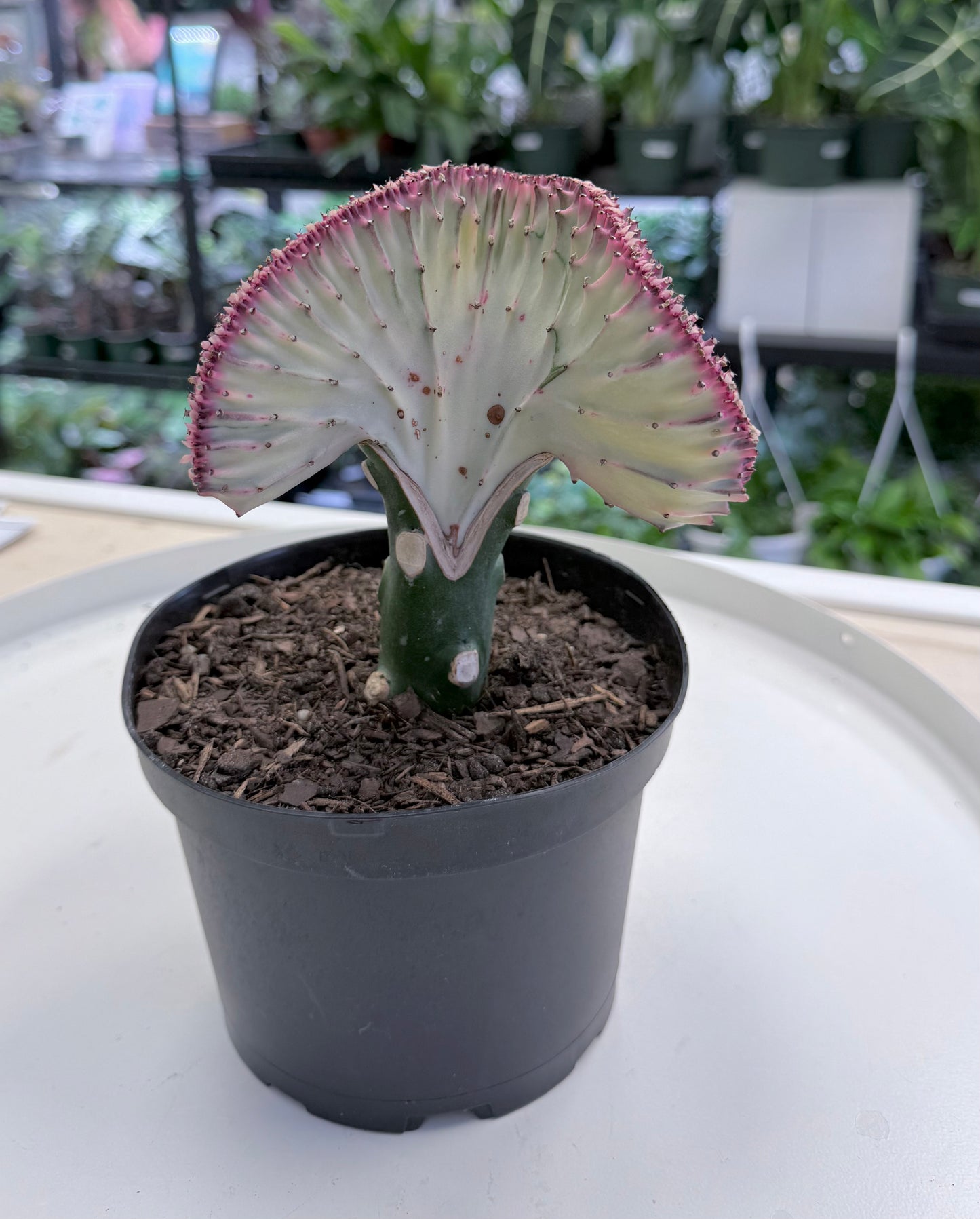 Euphorbia lactea cristata | Grafted 6”